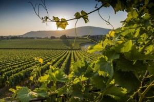 franciacorta is not prosecco